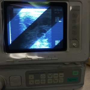 A poor picture of the ultrasound machine. The black circles are puppies.