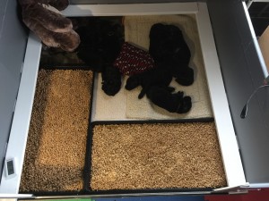 Whelping box with potty boxes